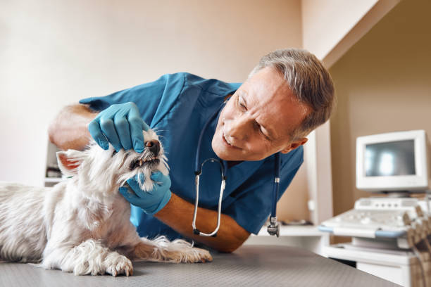 Best After-Hours Emergency Dentist in Collierville, CA